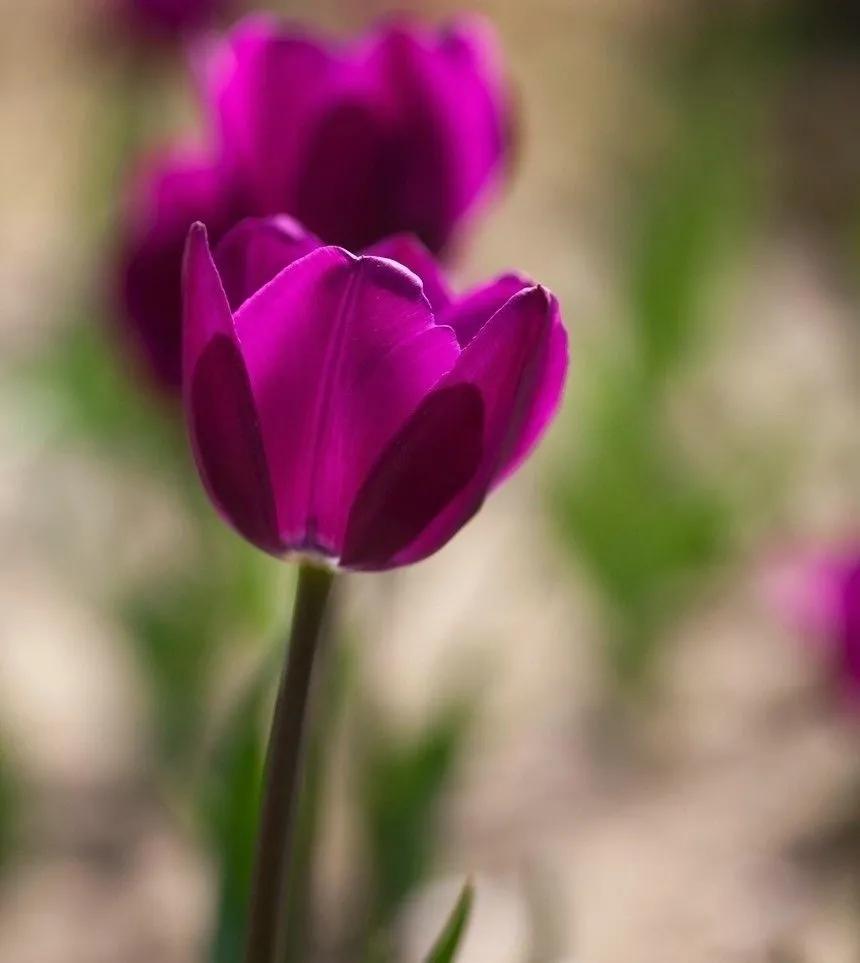 漂亮的郁金香随手一拍都是美景,春天的郁金香花海美得不可方物