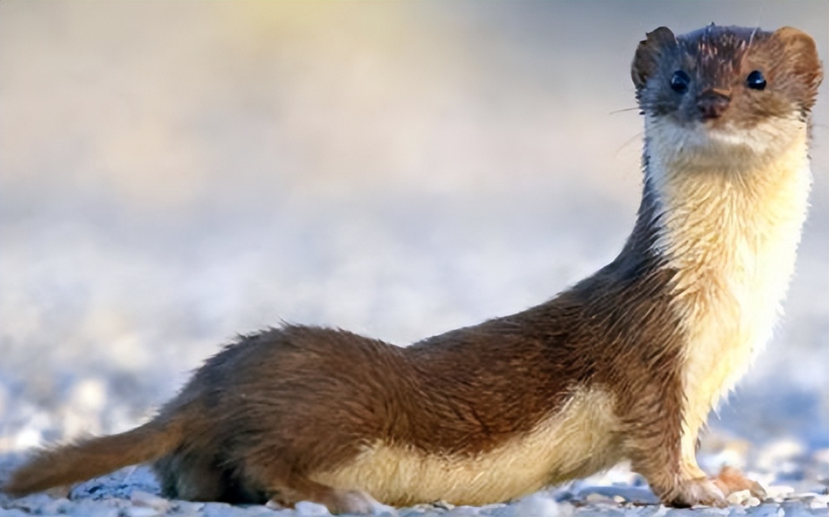 黄鼠狼为什么不宜人吃,李时珍为什么不吃黄鼠狼呢