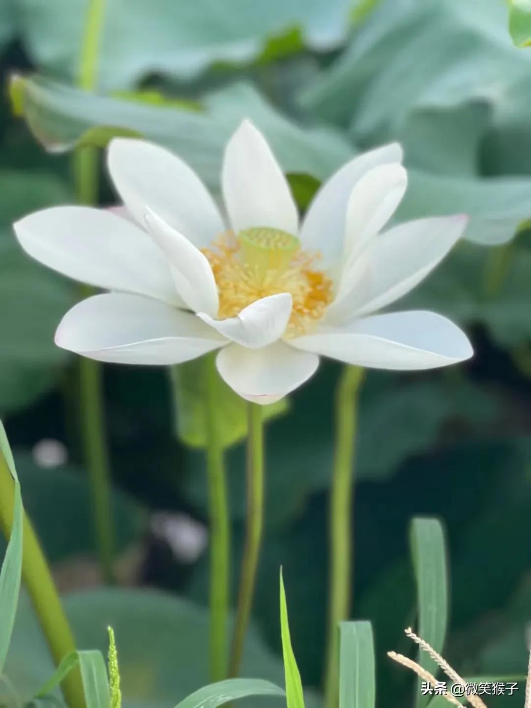 城市里的氧吧，广州番禺莲花山风景区