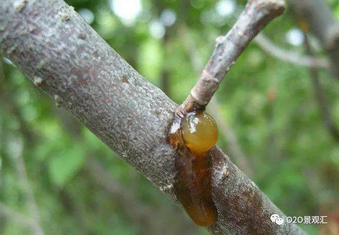 植物病害知识全解,春季植物病害防治方法