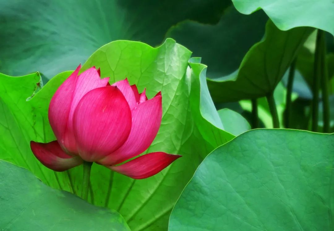 夏至高级文案短句,2021夏至文案