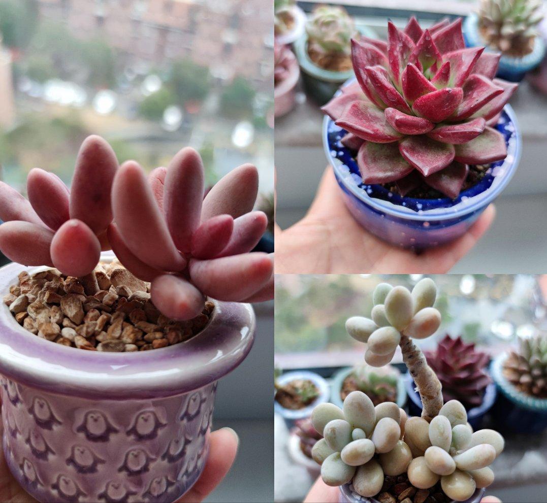 多肉不怕冷的办法,多肉怕冷吗冬天多肉怎么养