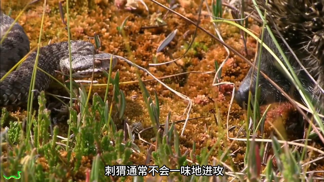 毒蛇捕食老鼠全过程,蝰蛇毒死老鼠有多快