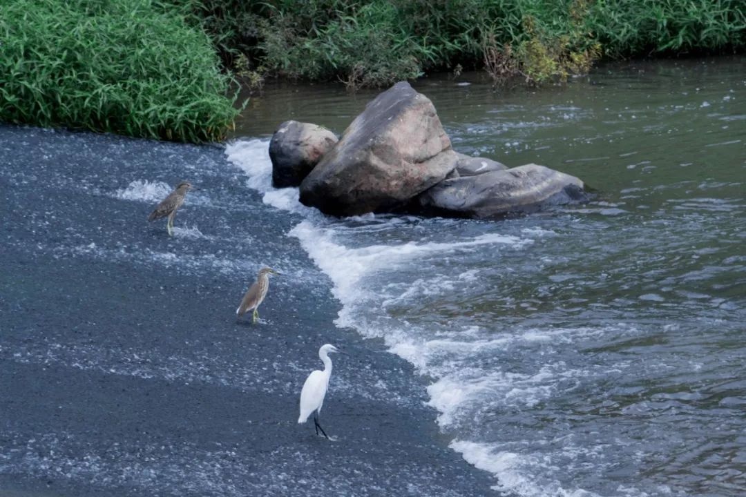 家住深圳必去的公园绿道,深圳环湖绿道好玩么