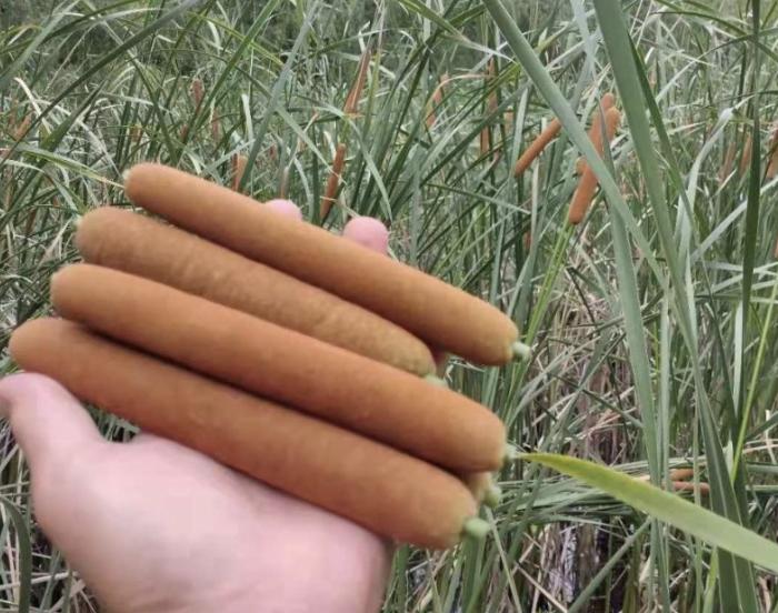 香肠草功效与作用,香肠草能治什么病