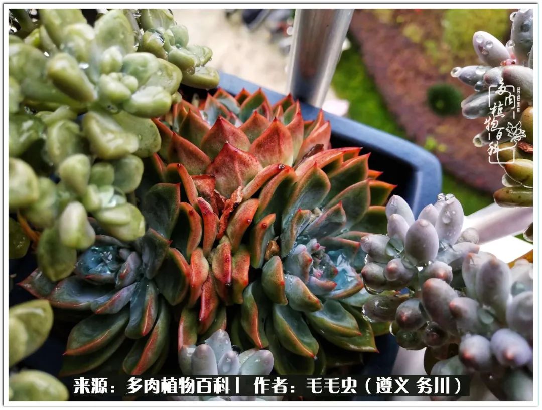 多肉可抵岁月,多肉之花语