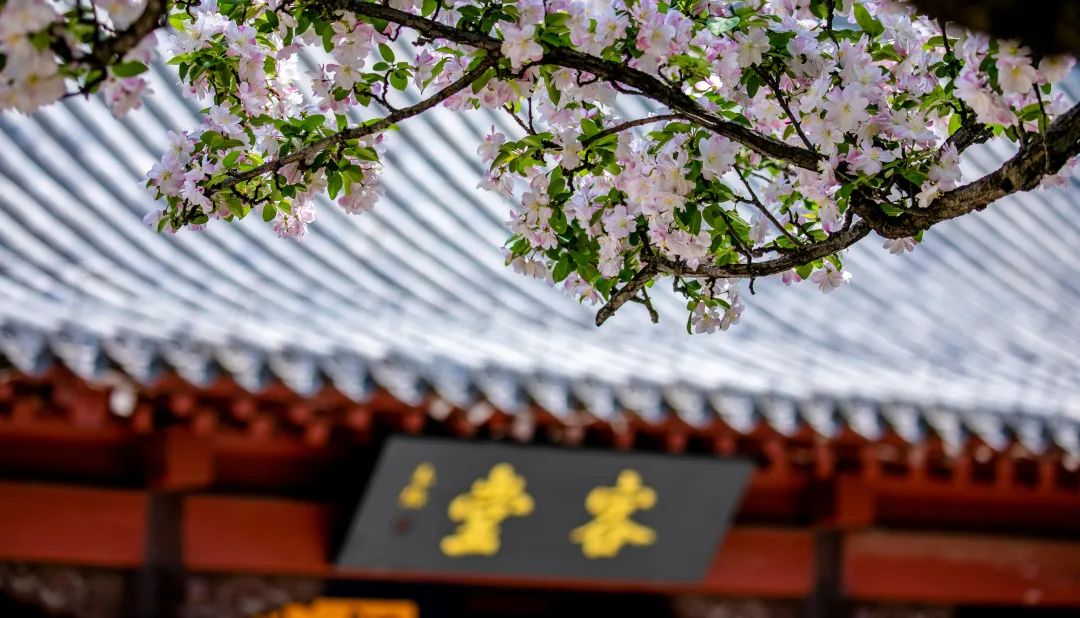 济南近郊旅游专线,济南开通的几条旅游线公交不错