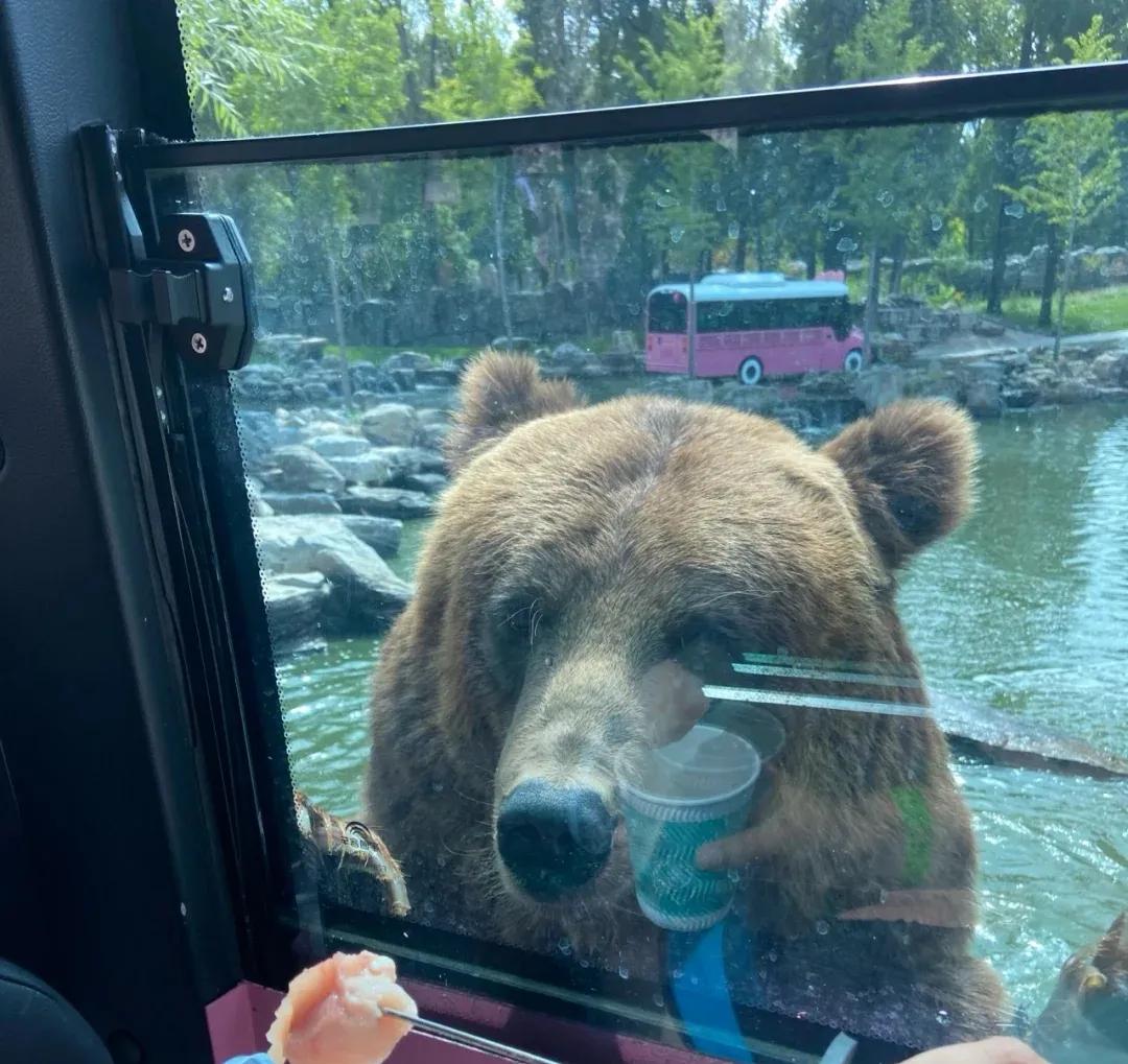 北京野生动物园冬天值得去吗,北京野生动物园怎么订票便宜