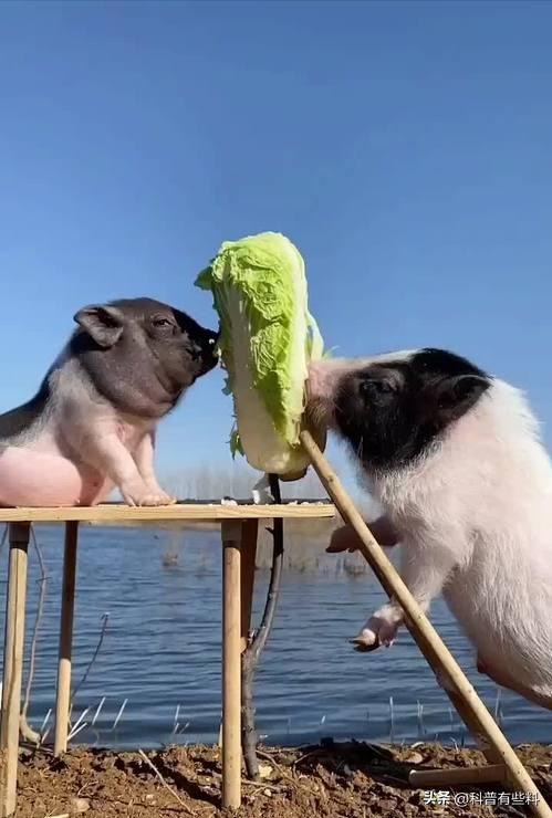 韩国网友发出提问:中国人连泡菜都吃不起,还敢说自己全面小康?