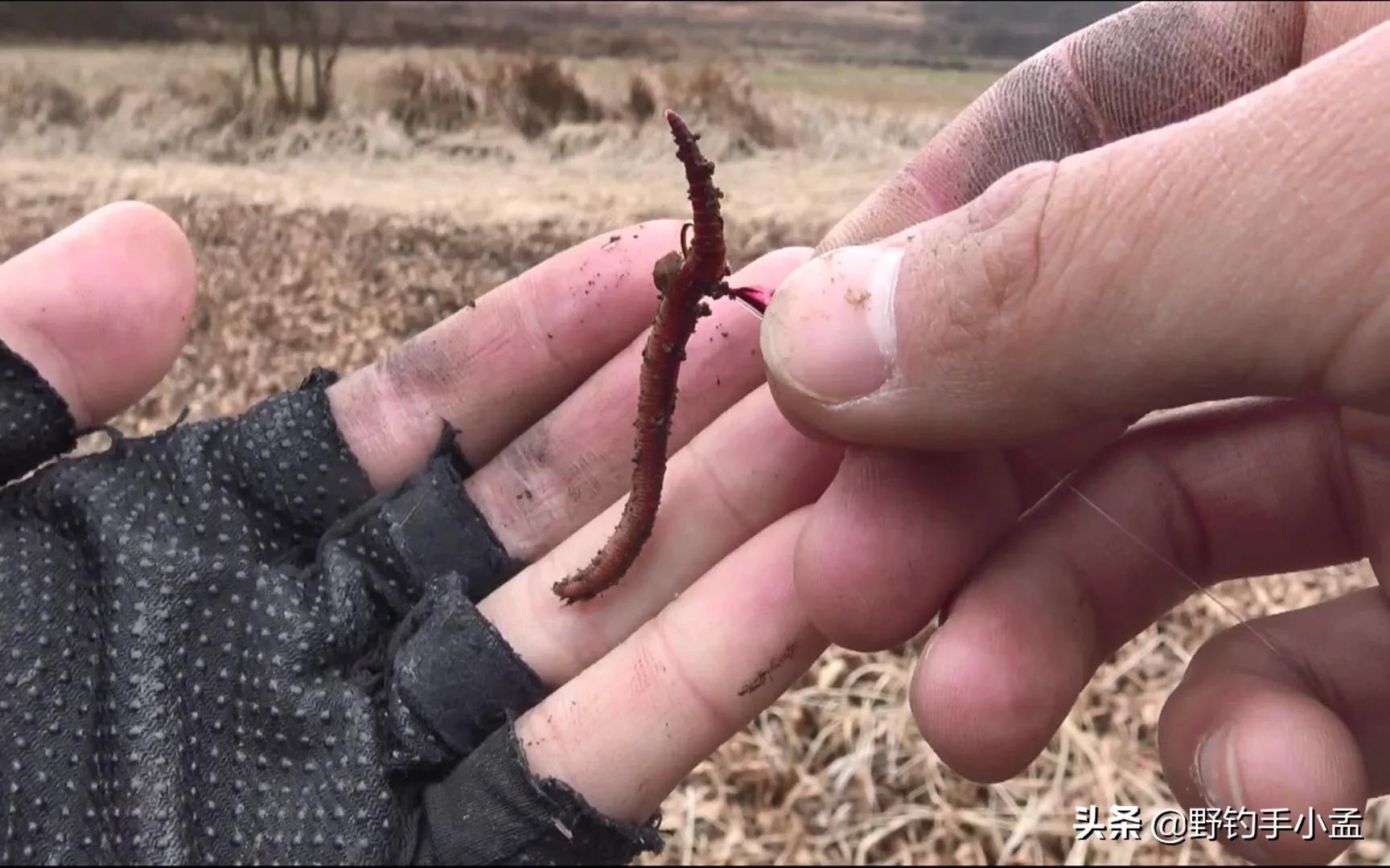 蚯蚓钓鱼正确挂法视频,蚯蚓缠绕挂钩法能活多久