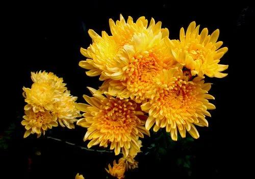 菊残犹傲霜枝的下一句,菊残犹有傲霜枝上一句