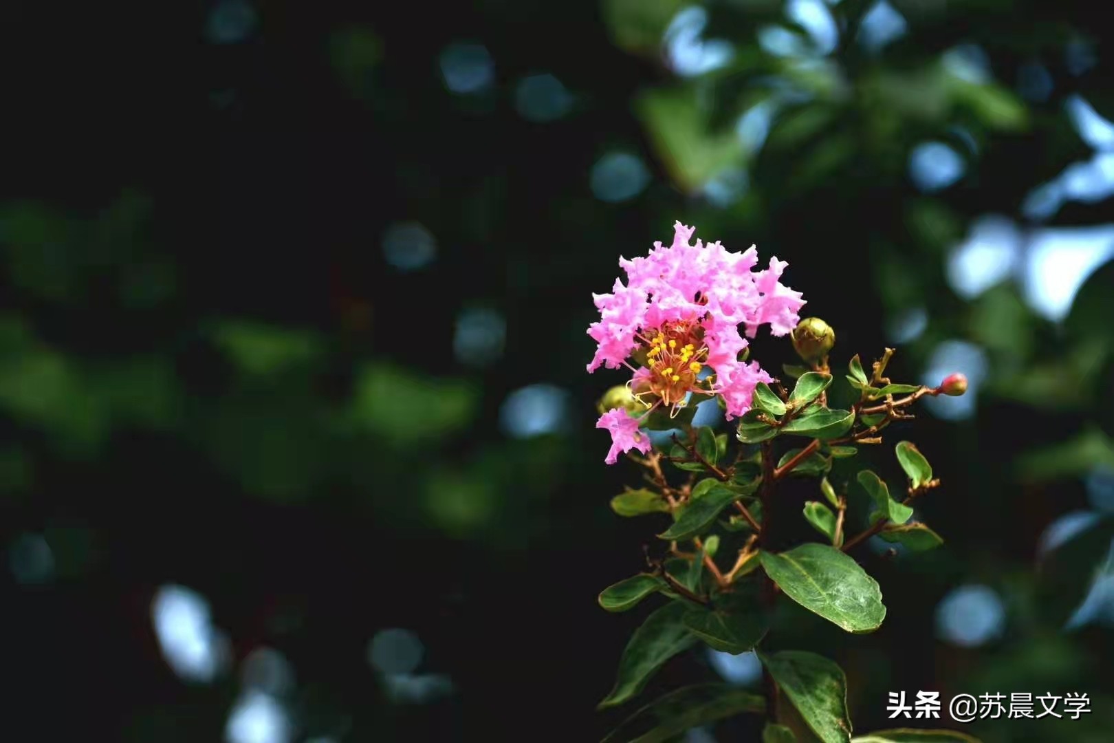 人生最好的归宿的句子,自己才是人生最好的归宿