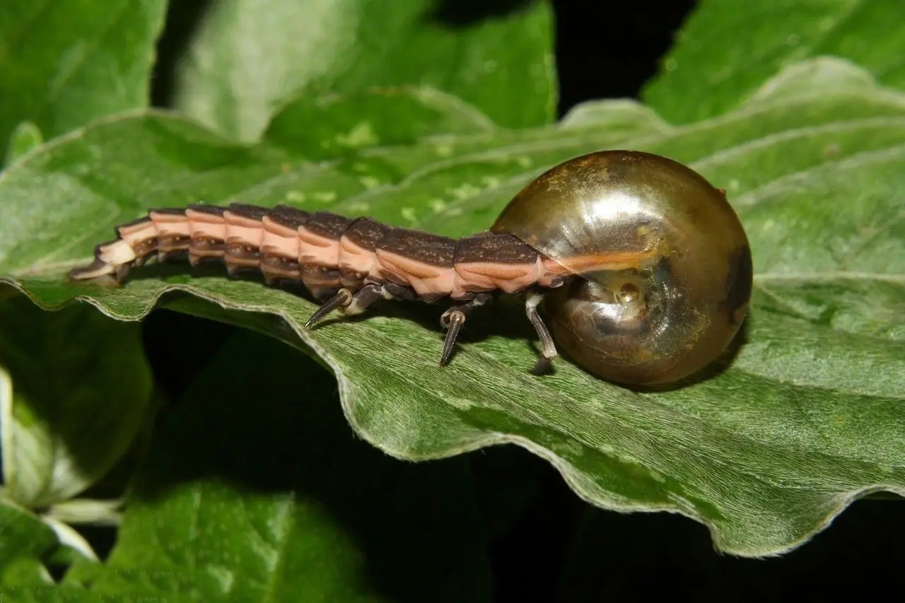 飞速前进的蜗牛：进化速度是哺乳动物的5倍，体内剧毒可毒死成人