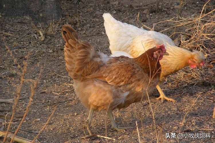 鸡养着养着就站不起来了怎么回事,鸡精神很好脚站不起来什么原因