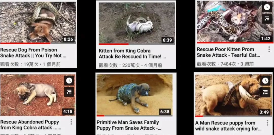 为了拯救动物我们可以做什么,为了拯救小动物牺牲自我