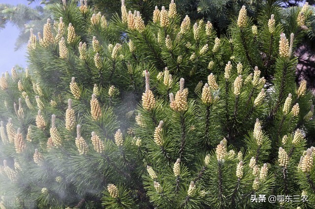 广州原汁原味的松花粉多少钱一斤,松花粉多少钱一斤正宗的松花粉