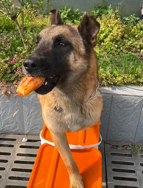 警犬巴顿有多凶猛,帅网红警犬巴顿训练视频