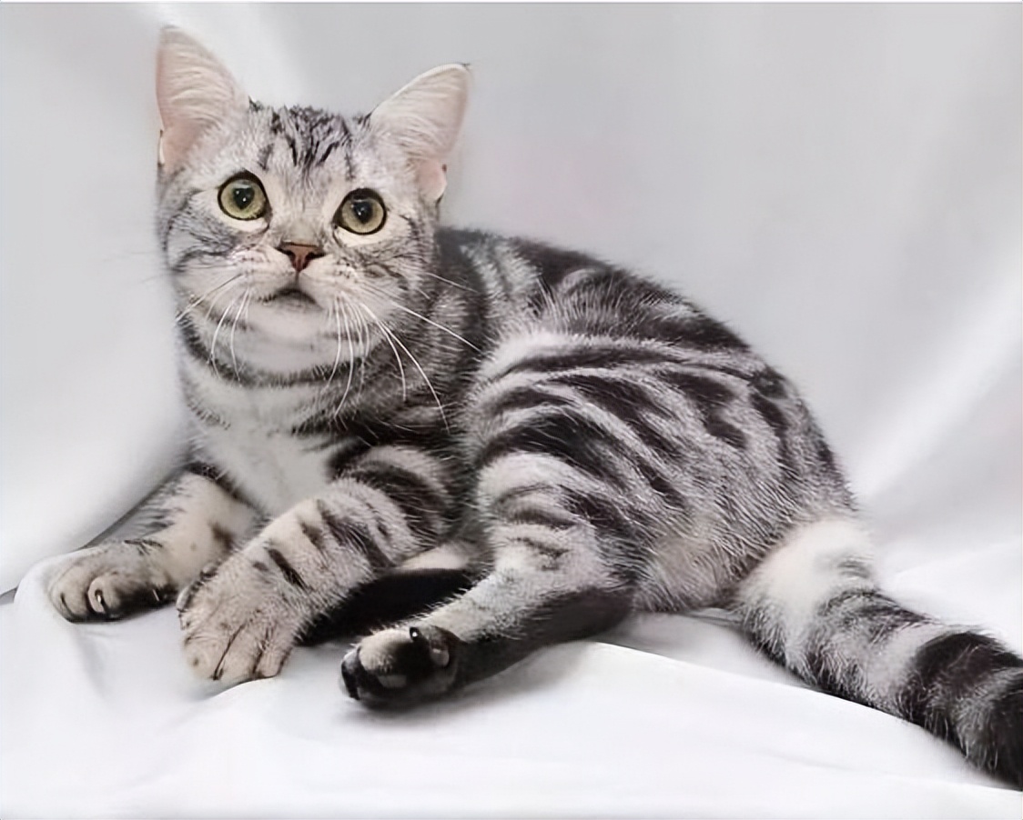 如何选择适合自己的一只猫,拥有一只猫你会获得什么呢