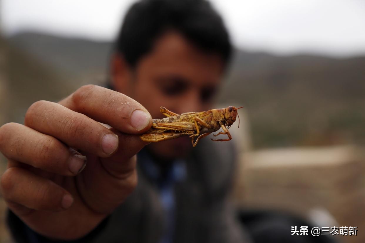 在古代谈之色变，危害极大，如今成城里人的美味佳肴，靠养殖供应