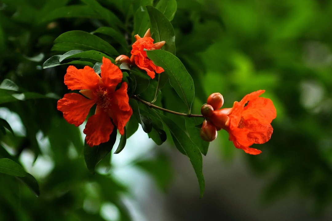 10首诗词中明艳如火的石榴花：待浮花浪蕊都尽，伴君幽独