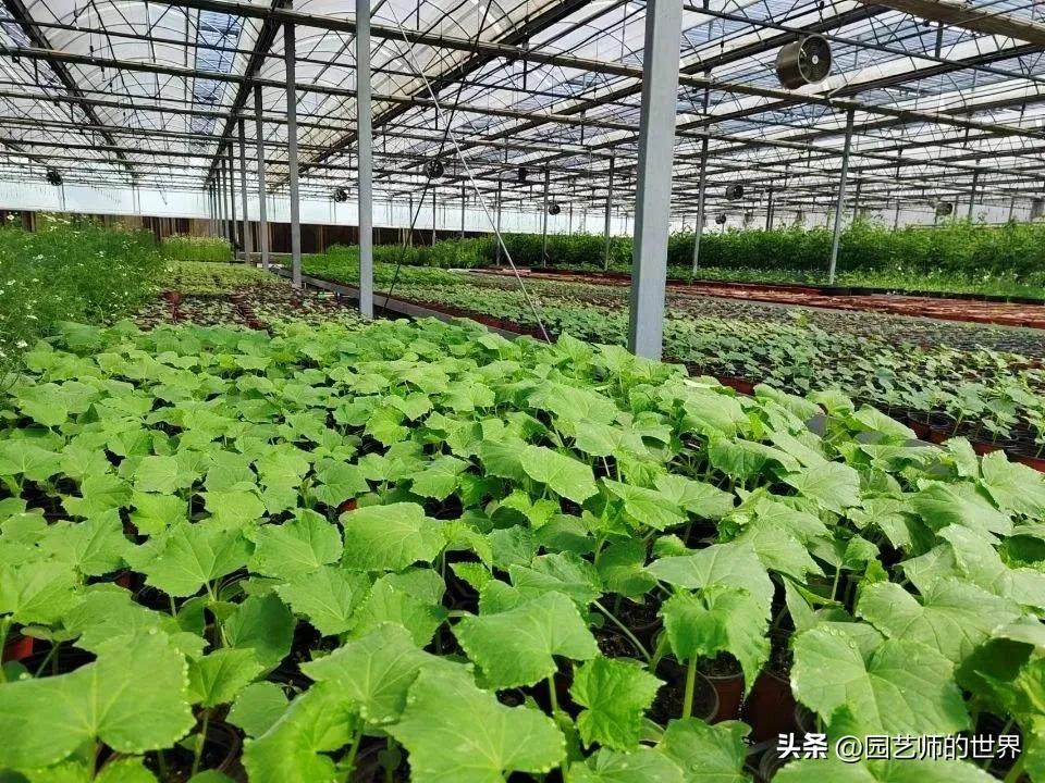 椋熺敤鑺卞崏鐑归オ鎸囧崡,椋熺敤鑺卞崏鍚嶅崟澶у叏