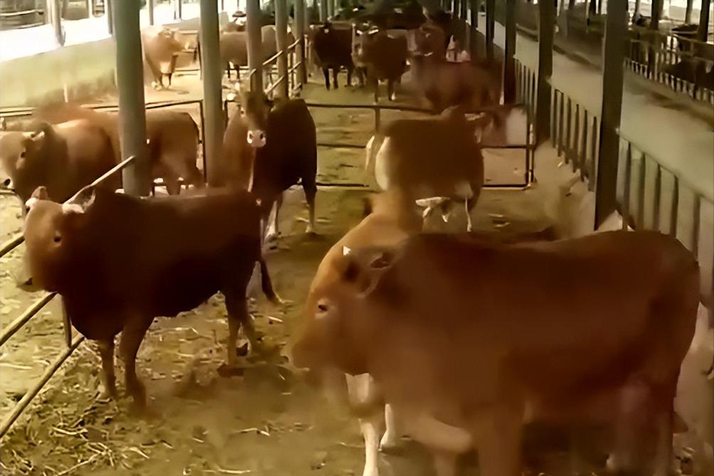 养十头黄牛三年能赚多少钱,养黄牛一年赚50万