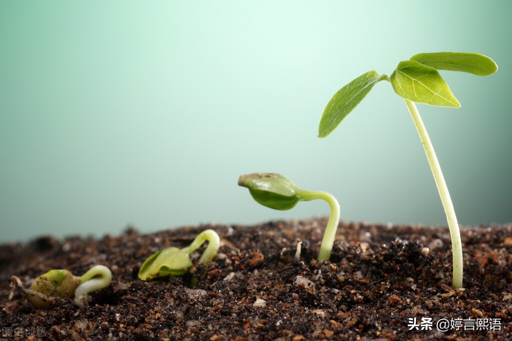 钝感力让你从容面对生活中的挫折,生活中的挫折要勇敢面对