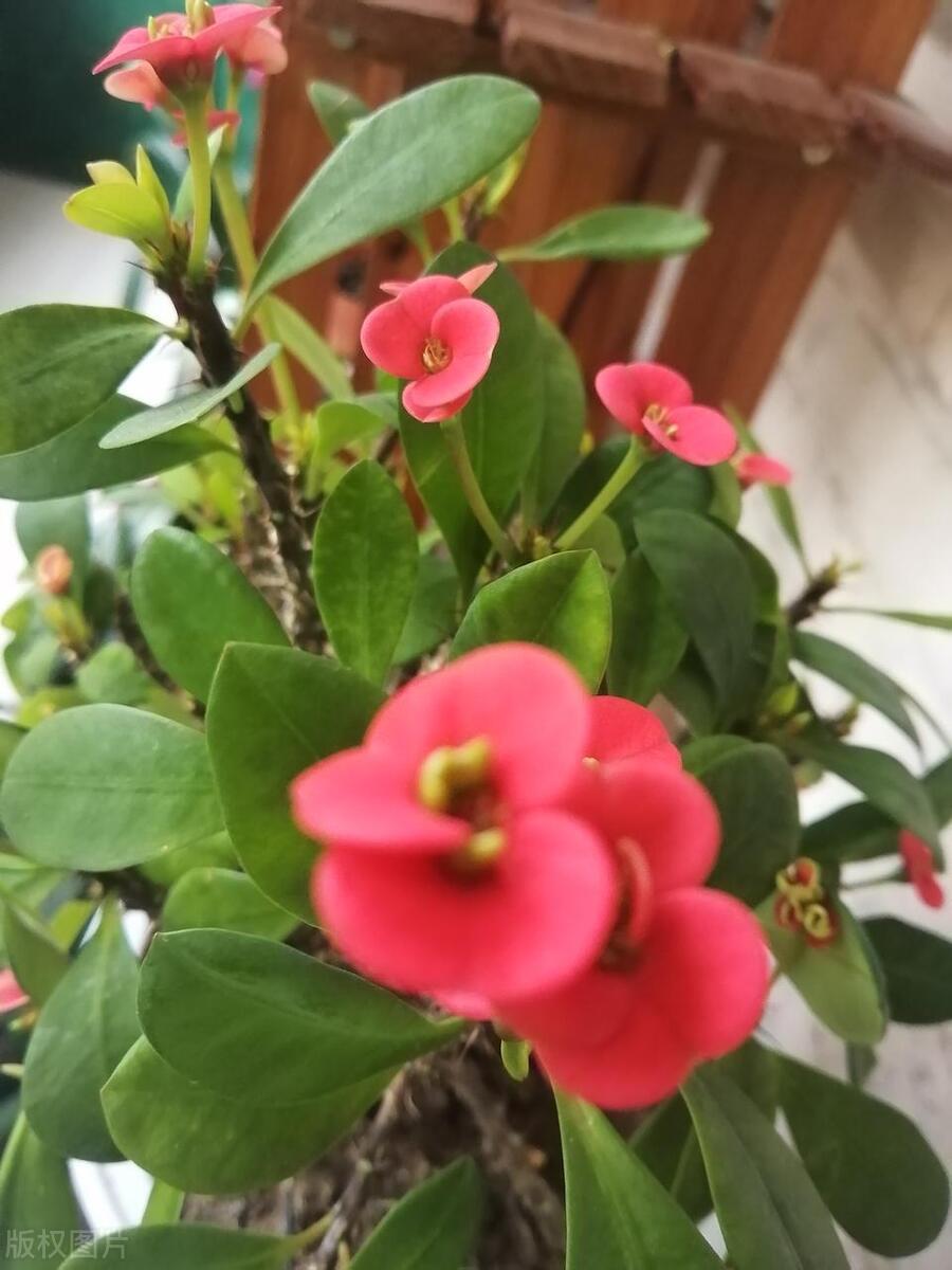 虎刺梅花苗为什么叶子发黄也不长,虎刺梅叶子发黄补救办法复合肥