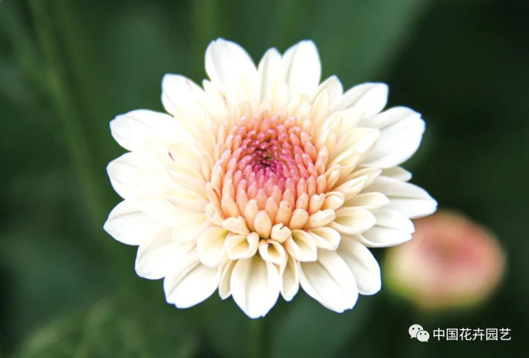 菊花苗优良品种培育,菊花新品种培育技术研究