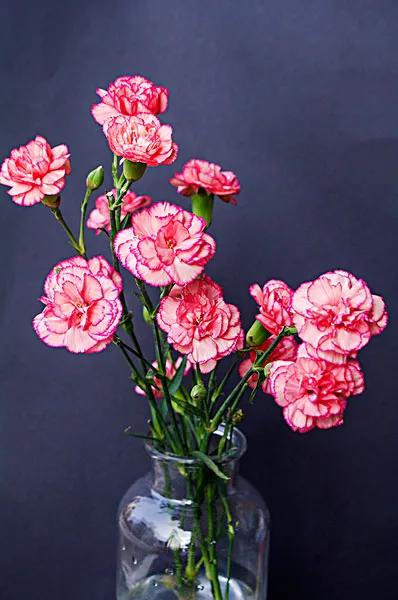 康乃馨花束壁纸,康乃馨壁纸手机超清全面屏