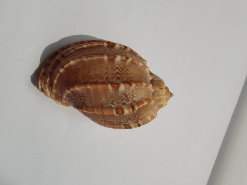 海南海鲜贝类有哪些,海南海鲜贝类