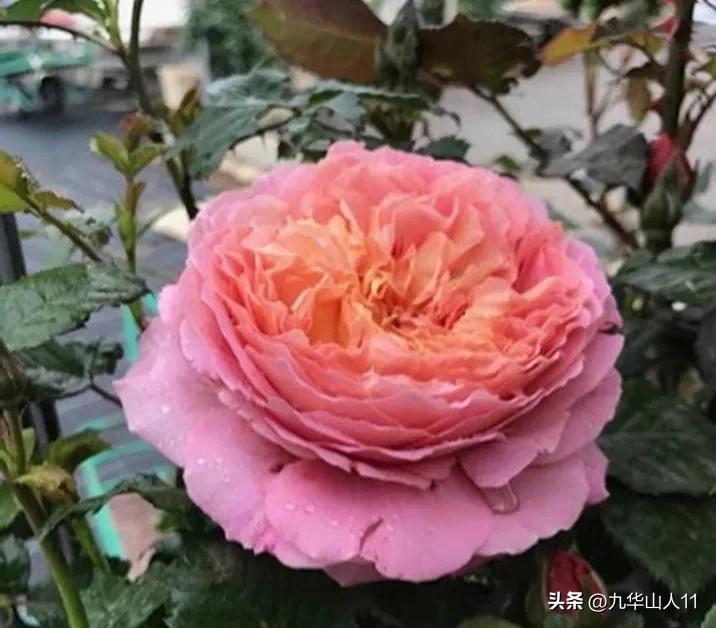 粉色爬藤月季大花浓香品种,大花多层月季花品种大全一览表