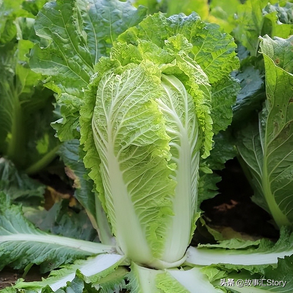 安徽夫妇在俄罗斯远东种菜,销售大白菜的时候被韩国人摆了一道