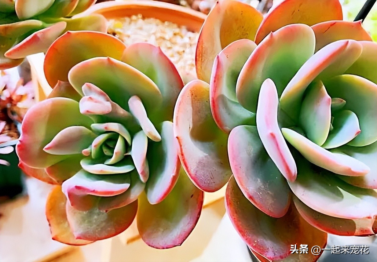 多肉东倒西歪是什么原因,多肉叶片晃动是怎么回事