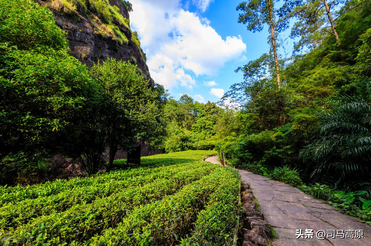 大红袍回味甘甜,大红袍醇后回甘