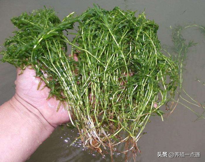 池塘混养花白鲢高产技术,南美白对虾为什么和白鲢混养