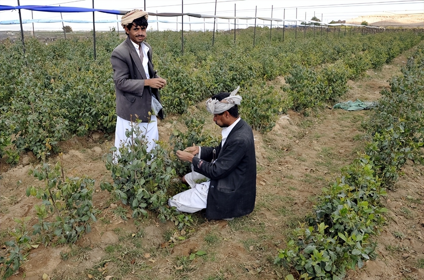 槟榔成瘾的国家,沉迷槟榔应该怎么戒呢