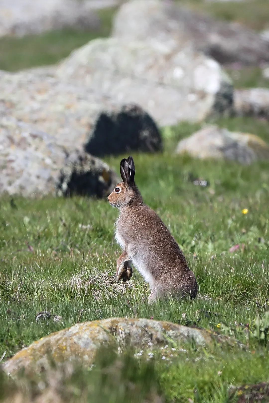 兔年来了,兔年来了怎么样