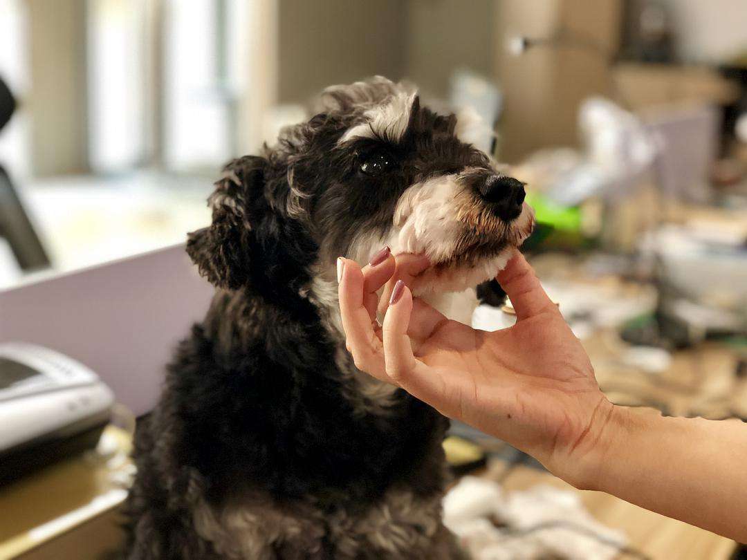 狗狗在家跑来跑去不叫被楼下投诉,刚到家的狗狗有点吵被邻居投诉