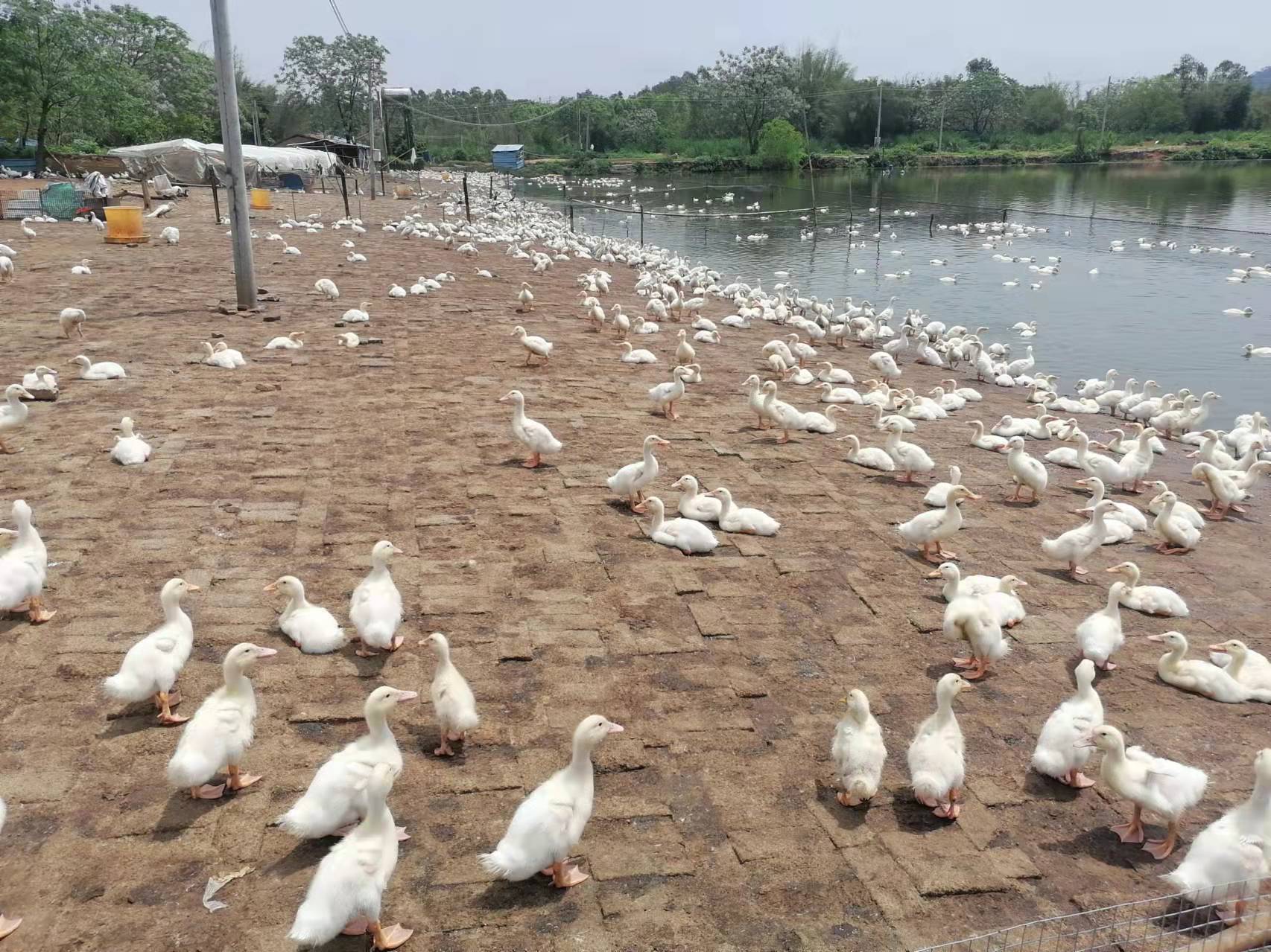 回乡养殖创业项目大全,90后回乡创业养殖