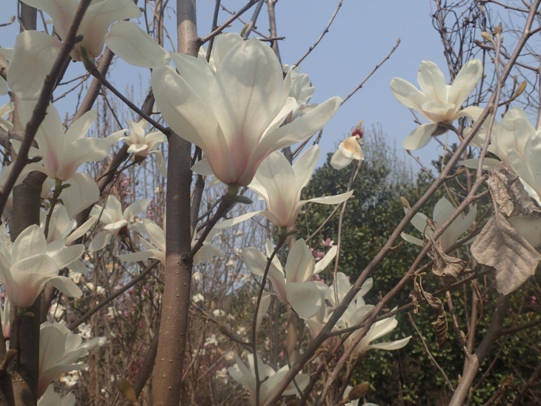 白玉兰为什么被评为上海市市花,中国国花上海市花白玉兰