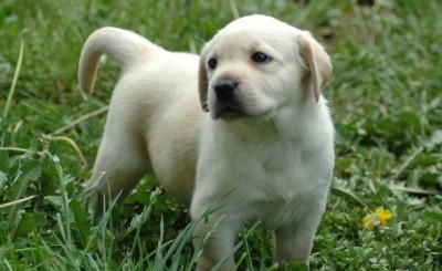 不建议饲养拉布拉多犬的几个理由,养拉布拉多不得不知的6件事