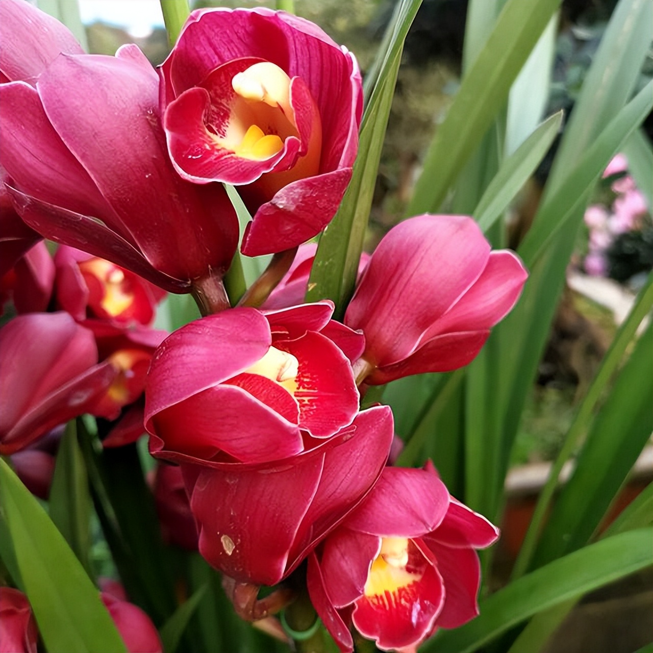 此兰正值盛花期,什么兰既好养开花又香