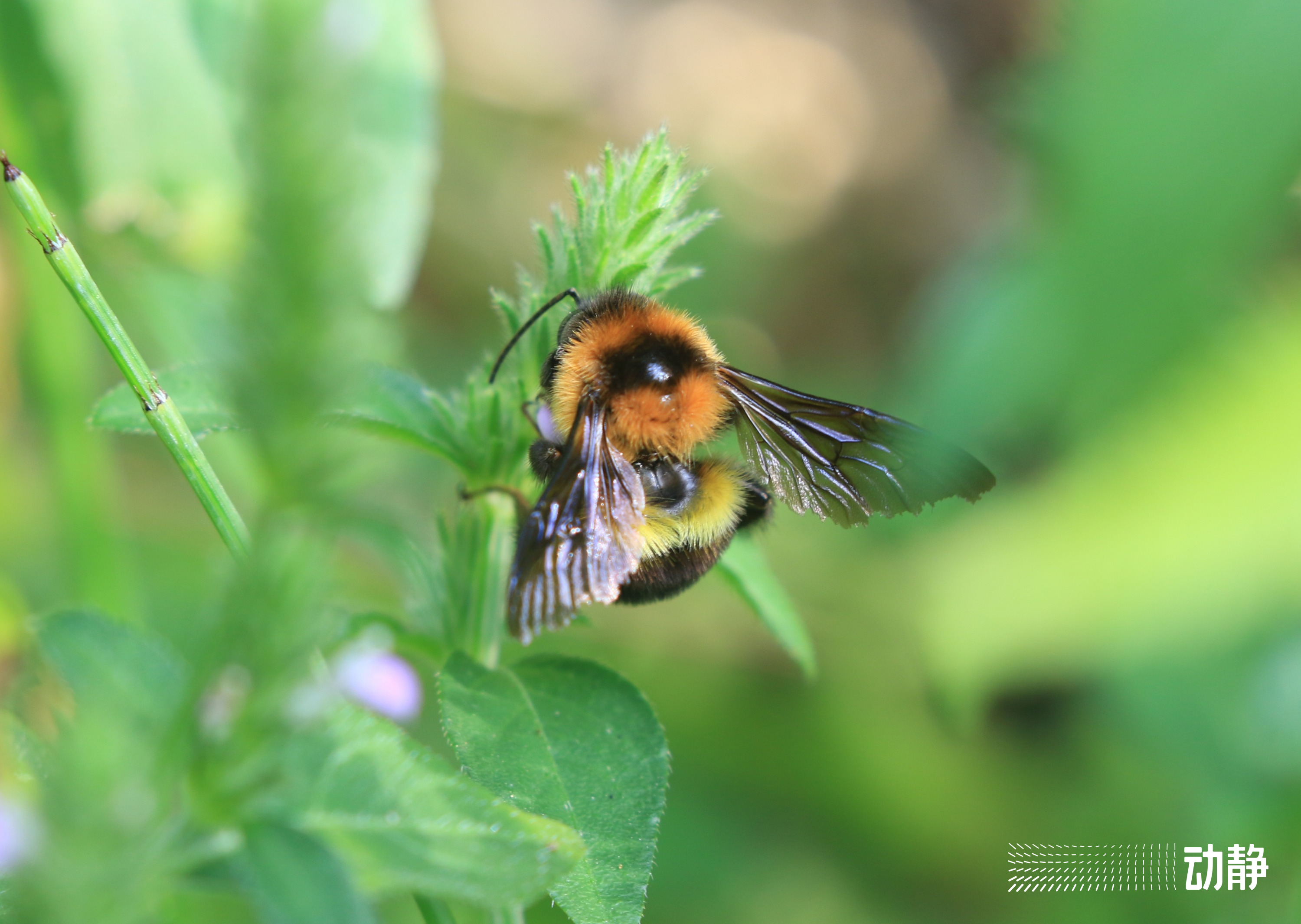 野性贵州有问必答丨蜜蜂界的“大个子”,又胖又萌,酿蜜筑巢样样行