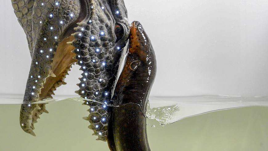 电鳗被称为水中高压线,海底高压线电鳗