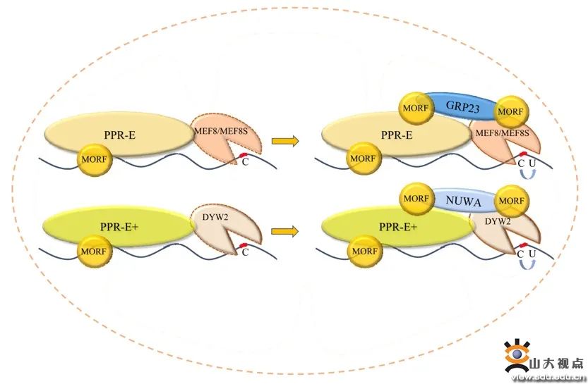 您的SDU学术一览，请及时签收！