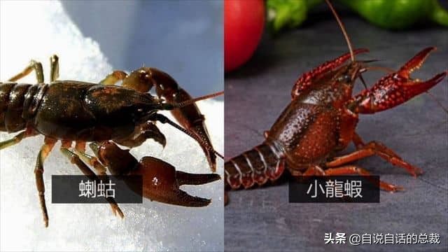 龙虾青龙和花龙区别,龙虾也是生物为什么我们要吃它