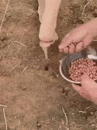 老鼠贴粘掉老鼠几个毛会死吗,老鼠贴粘到老鼠跑掉以后会死吗