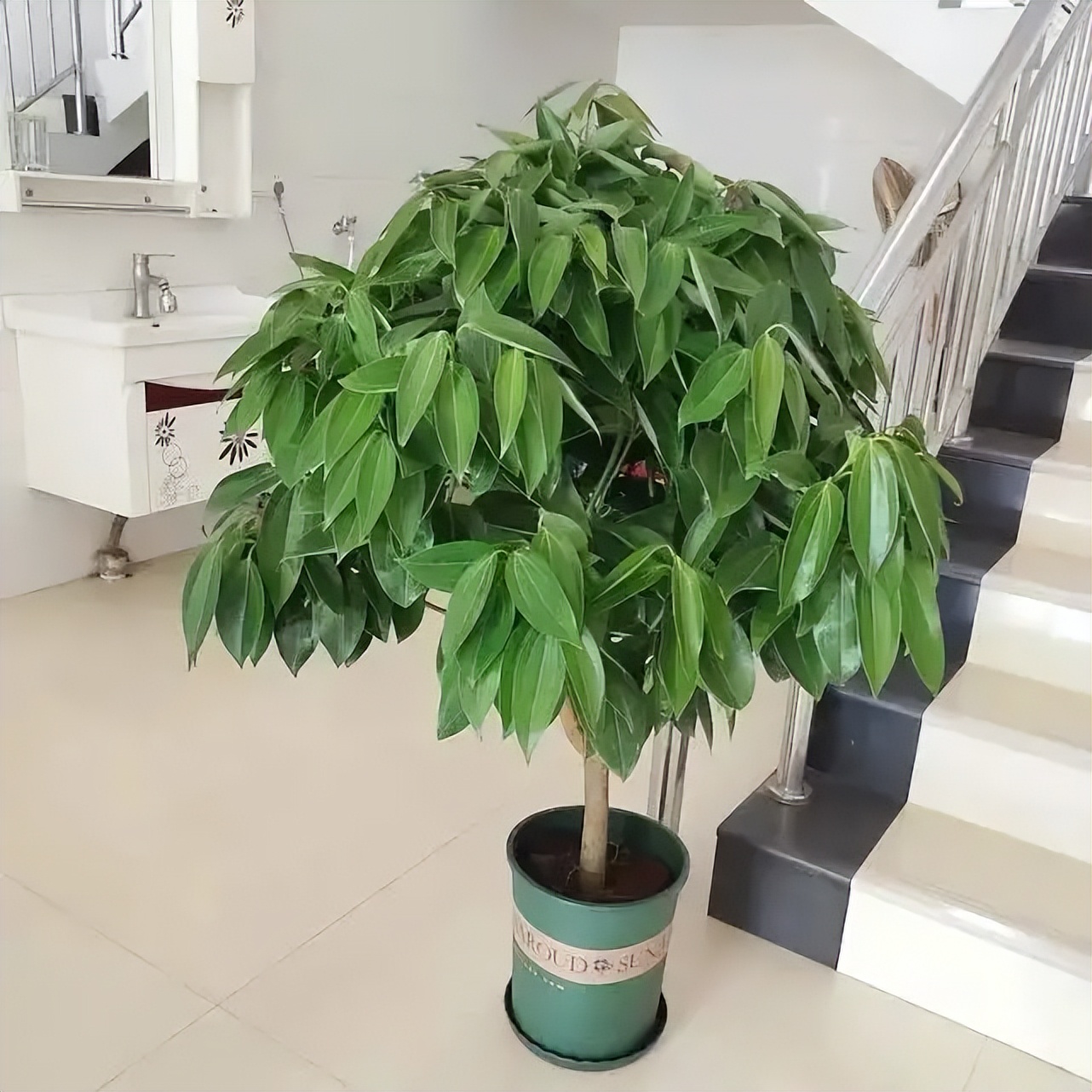 客厅旺宅的树,招财树摆放家里的风水讲究