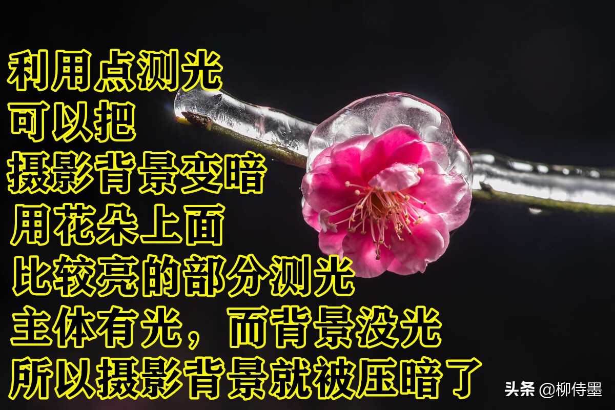 拍摄梅花多重曝光的技巧,拍摄梅花用什么镜头最好